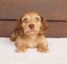 Golden Long Haired Dachshund Puppies