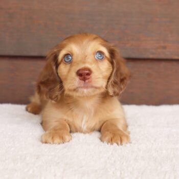 Golden Long Haired Dachshund Puppies