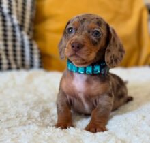 Miniature Dachshund Puppies for Sale