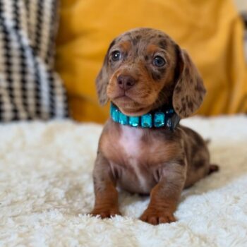 Miniature Dachshund Puppies for Sale