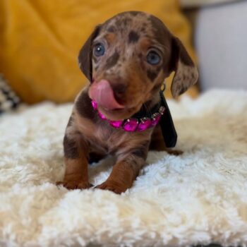 Buy Mini Dachshund Puppy Online