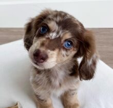 Miniature Dachshund puppy