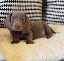 short haired miniature dachshund puppies for sale