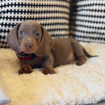 short haired miniature dachshund puppies for sale