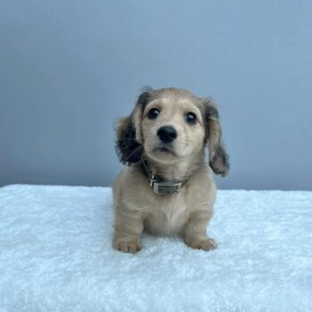 cream miniature dachshund puppies for sale