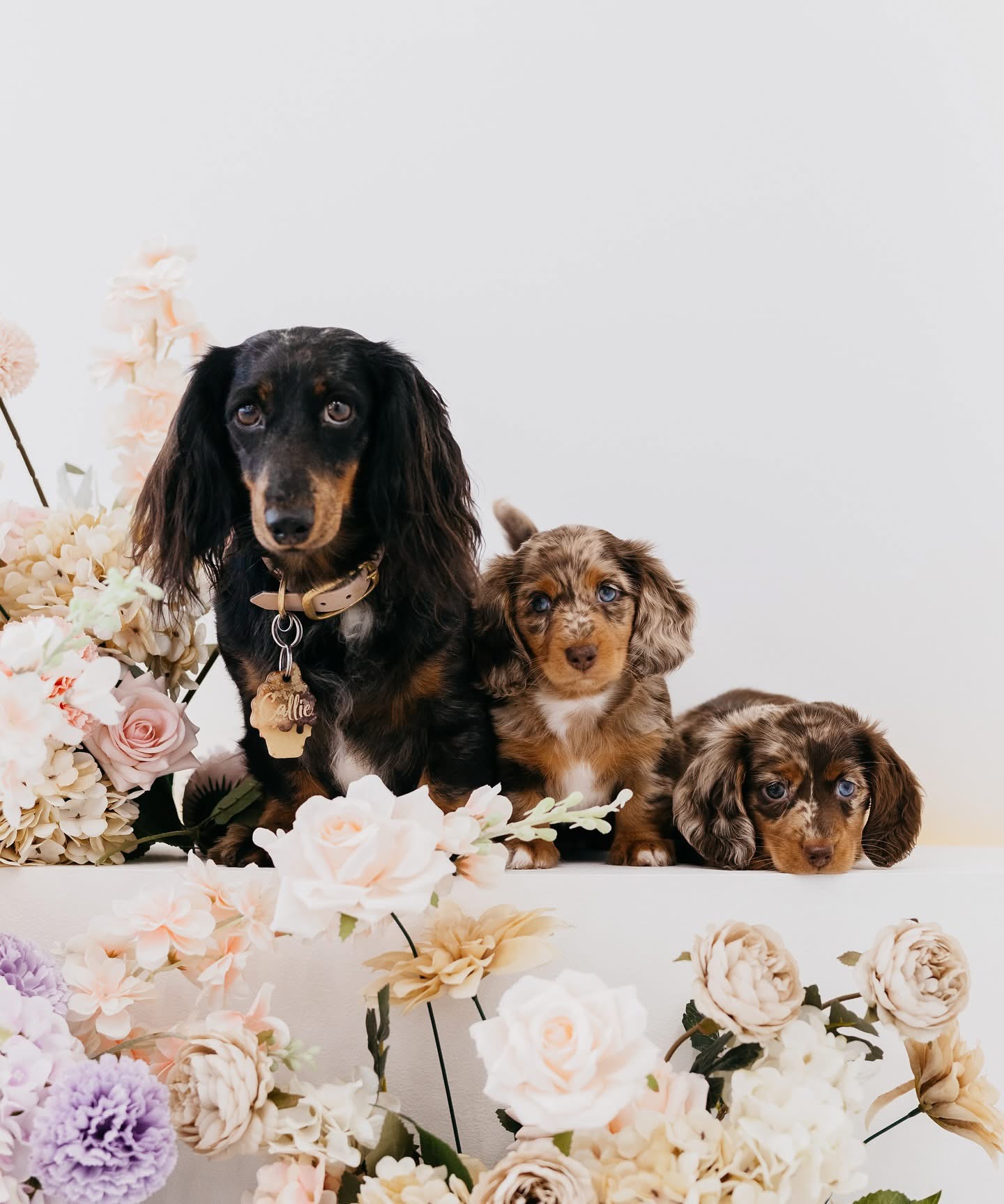 buy mini dachshund puppies online