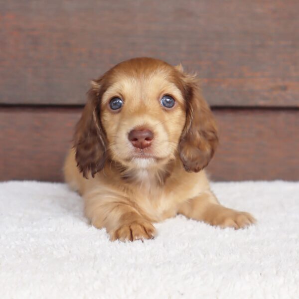 Golden Long Haired Dachshund Puppies