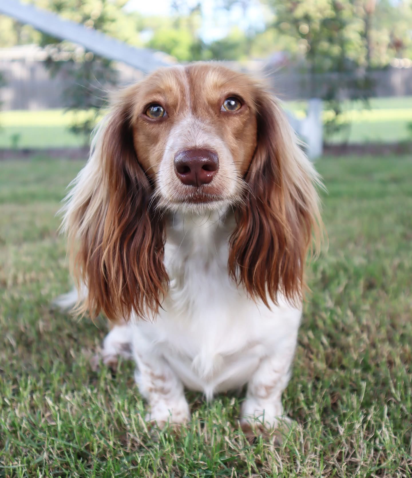 buy mini dachshund online