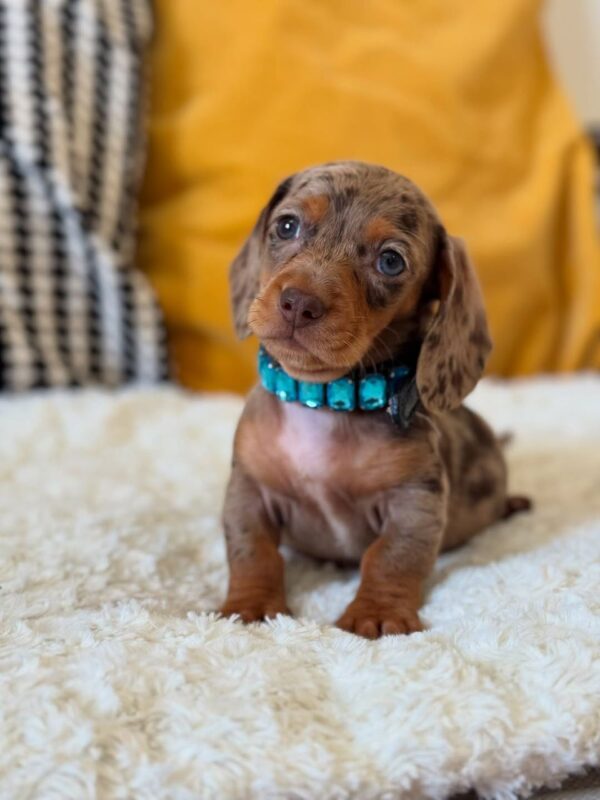Miniature Dachshund Puppies for Sale