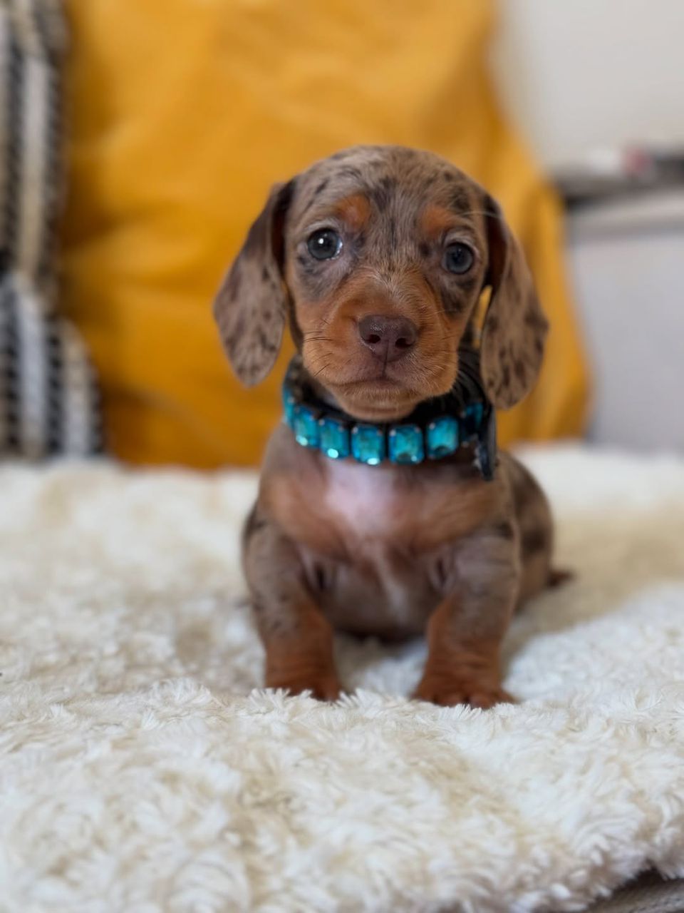Miniature Dachshund Puppies for Sale