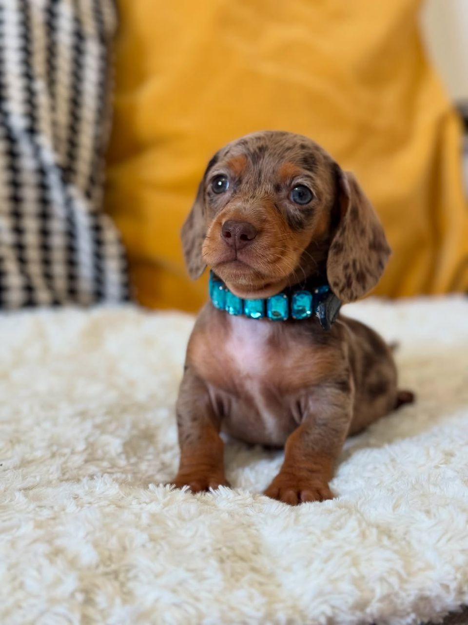 Miniature Dachshund Puppies for Sale
