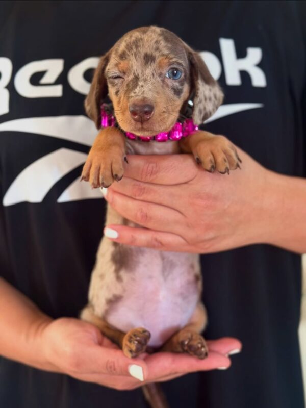 Buy Mini Dachshund Puppy Online