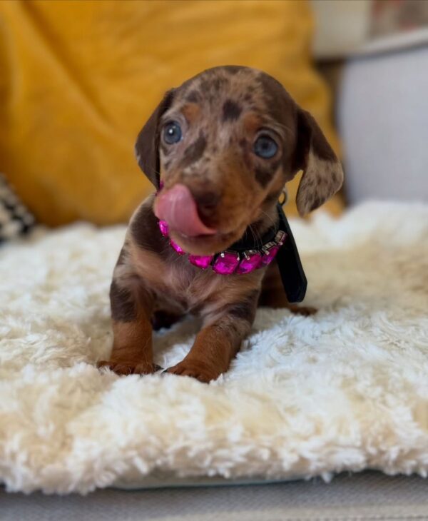 Buy Mini Dachshund Puppy Online