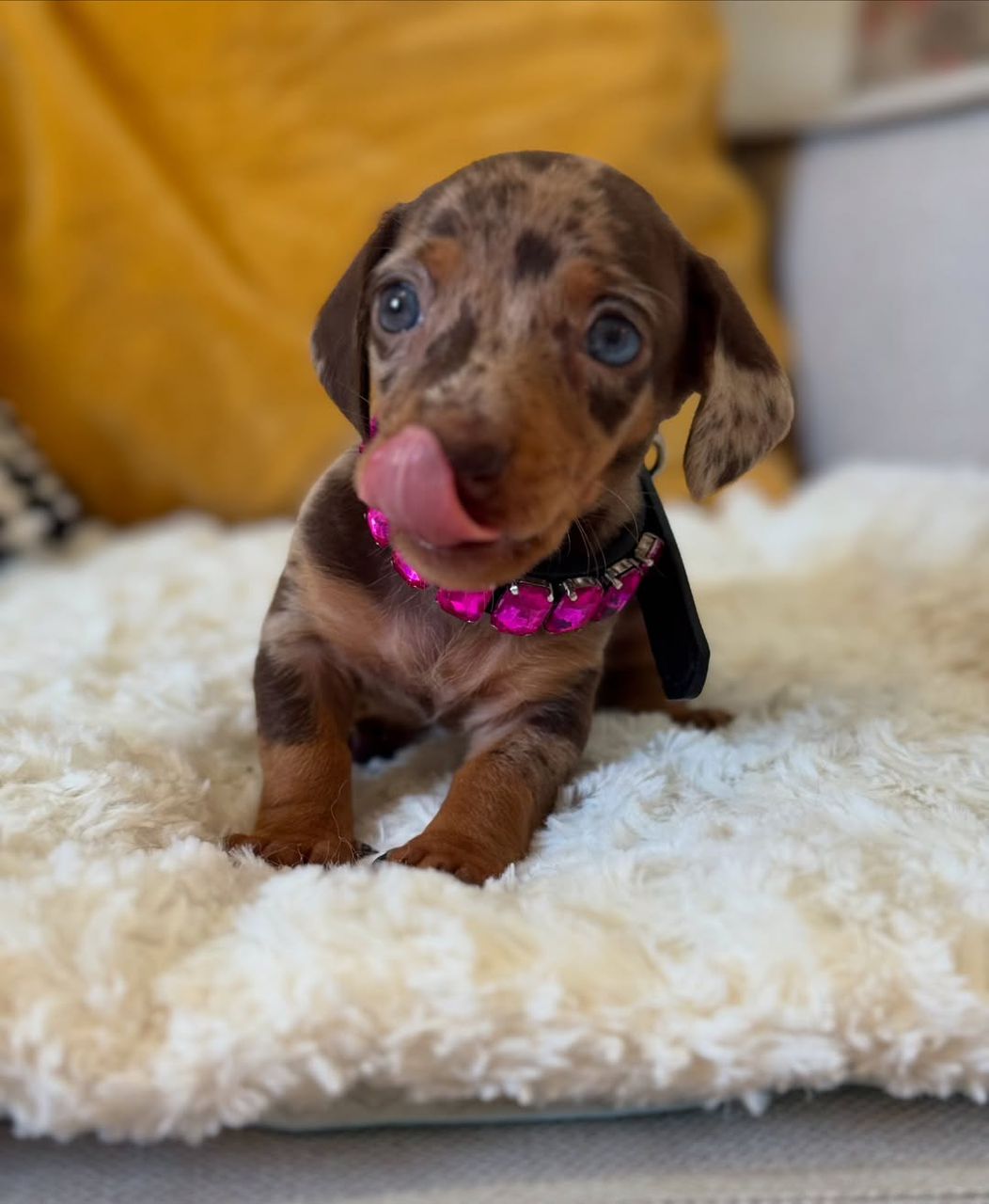 Buy Mini Dachshund Puppy Online