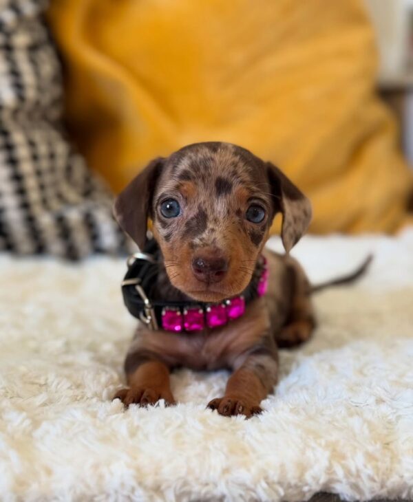 Buy Mini Dachshund Puppy Online