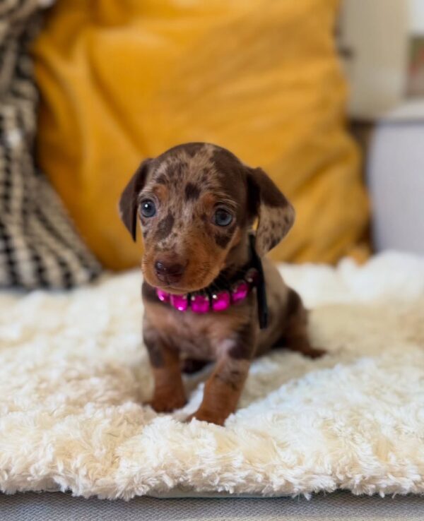 Buy Mini Dachshund Puppy Online