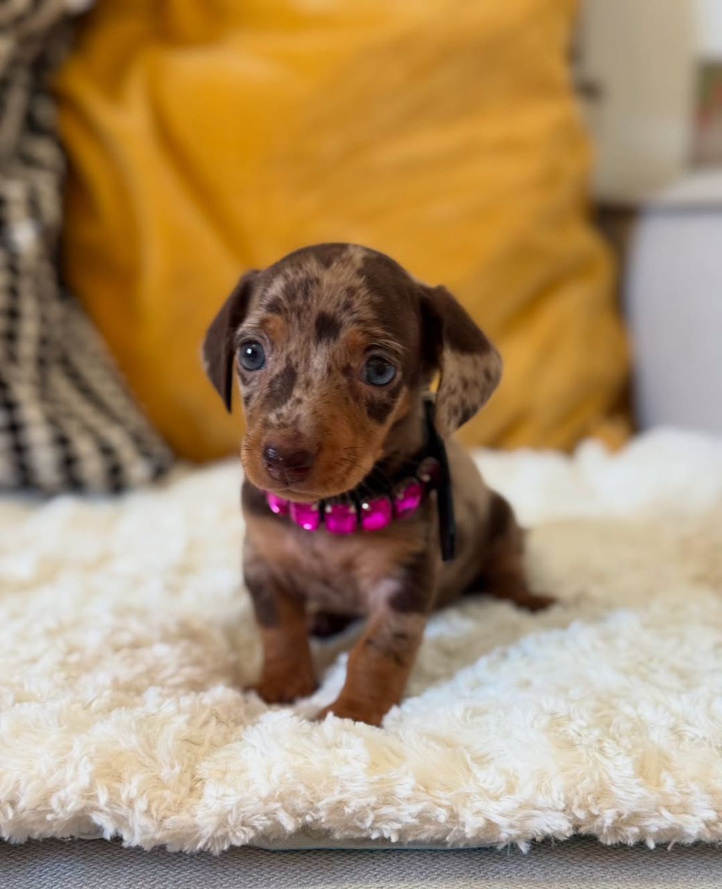 Buy Mini Dachshund Puppy Online