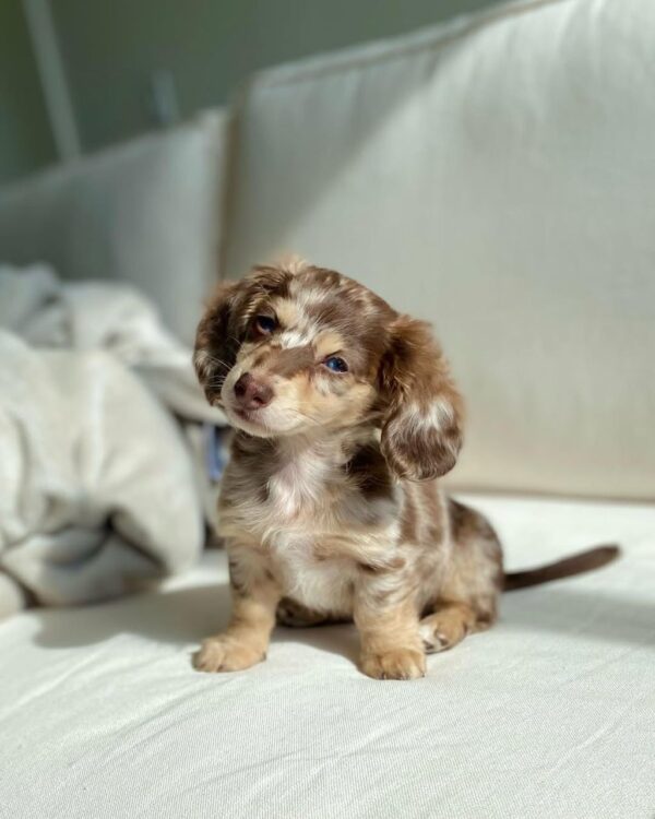 buy mini dachshund online