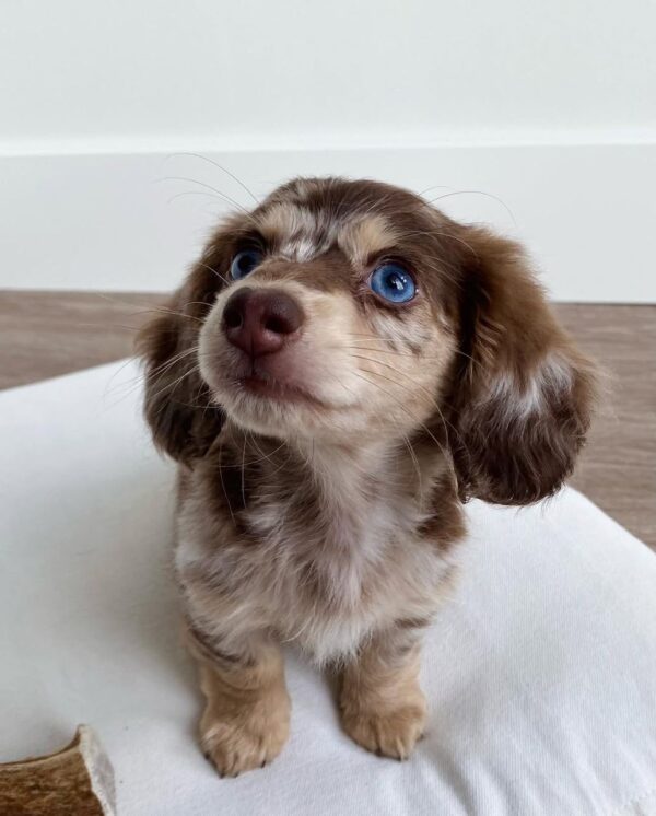 Miniature Dachshund puppy