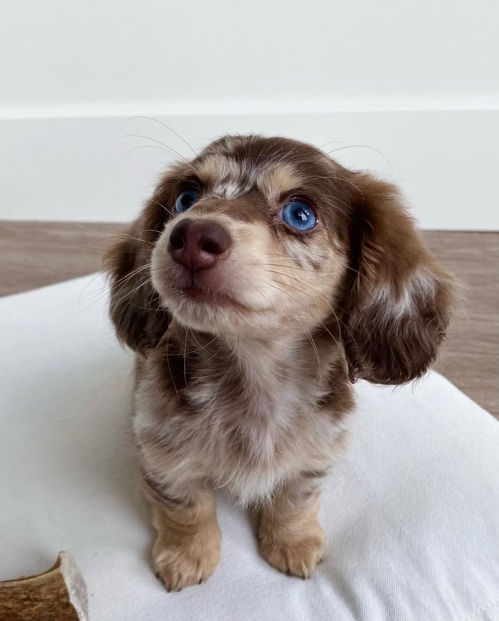 Miniature Dachshund puppy