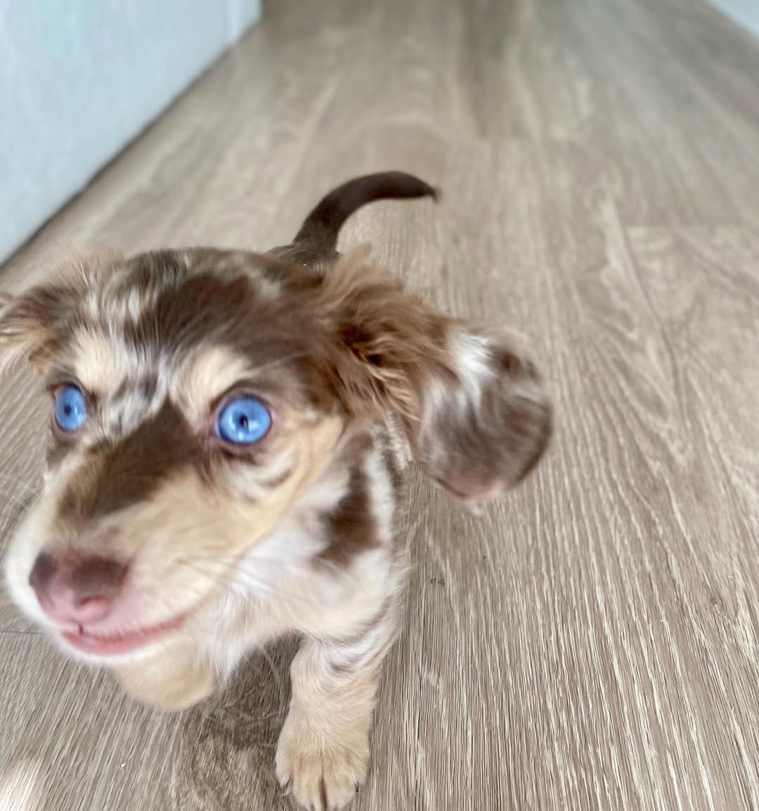 Miniature Dachshund puppy