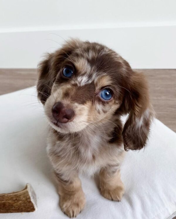 Miniature Dachshund puppy