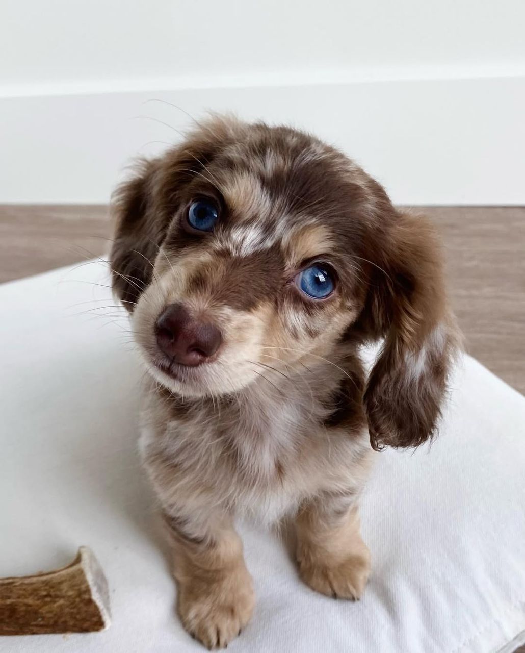 Miniature Dachshund puppy