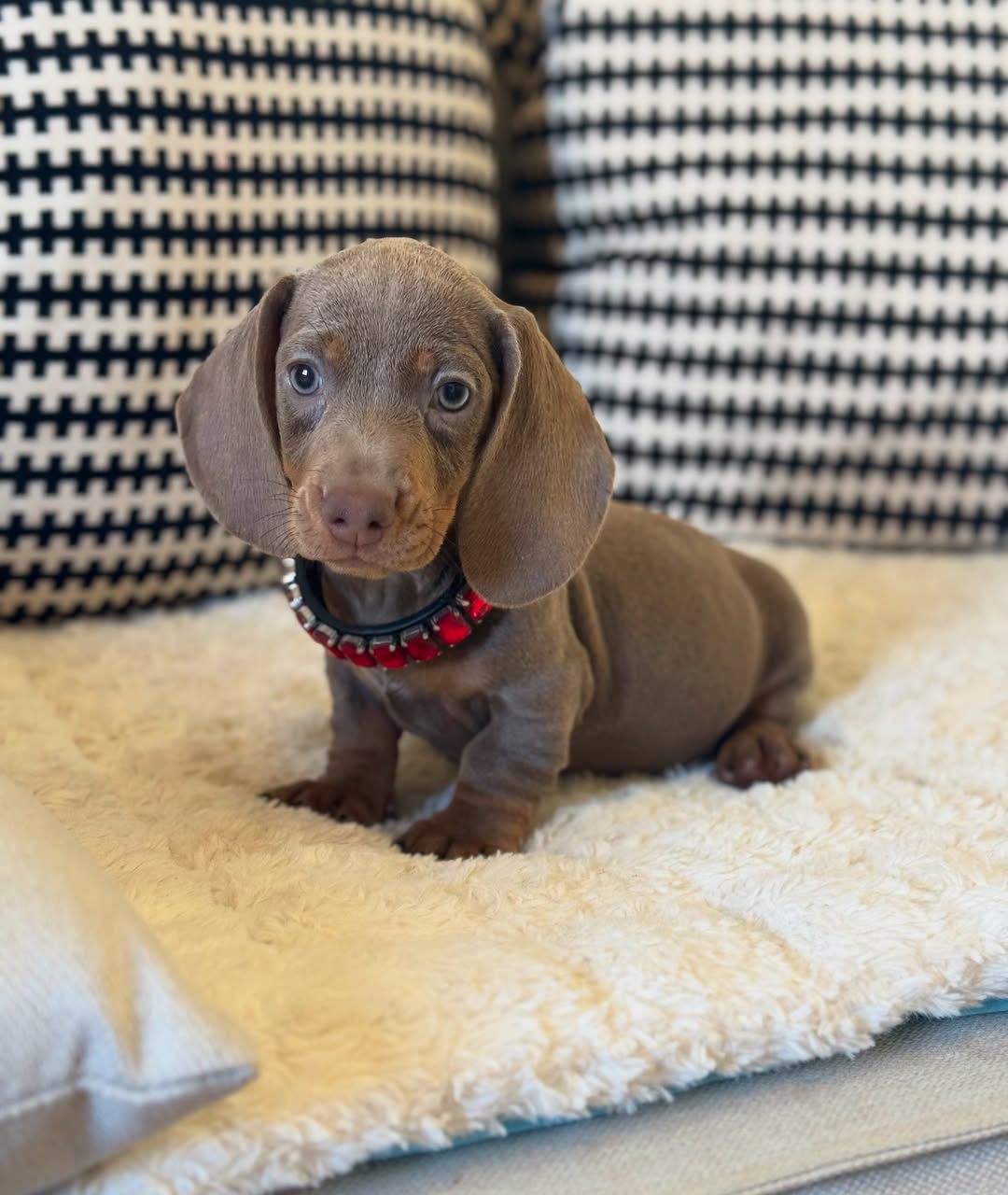 short haired miniature dachshund puppies for sale
