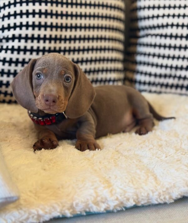 short haired miniature dachshund puppies for sale