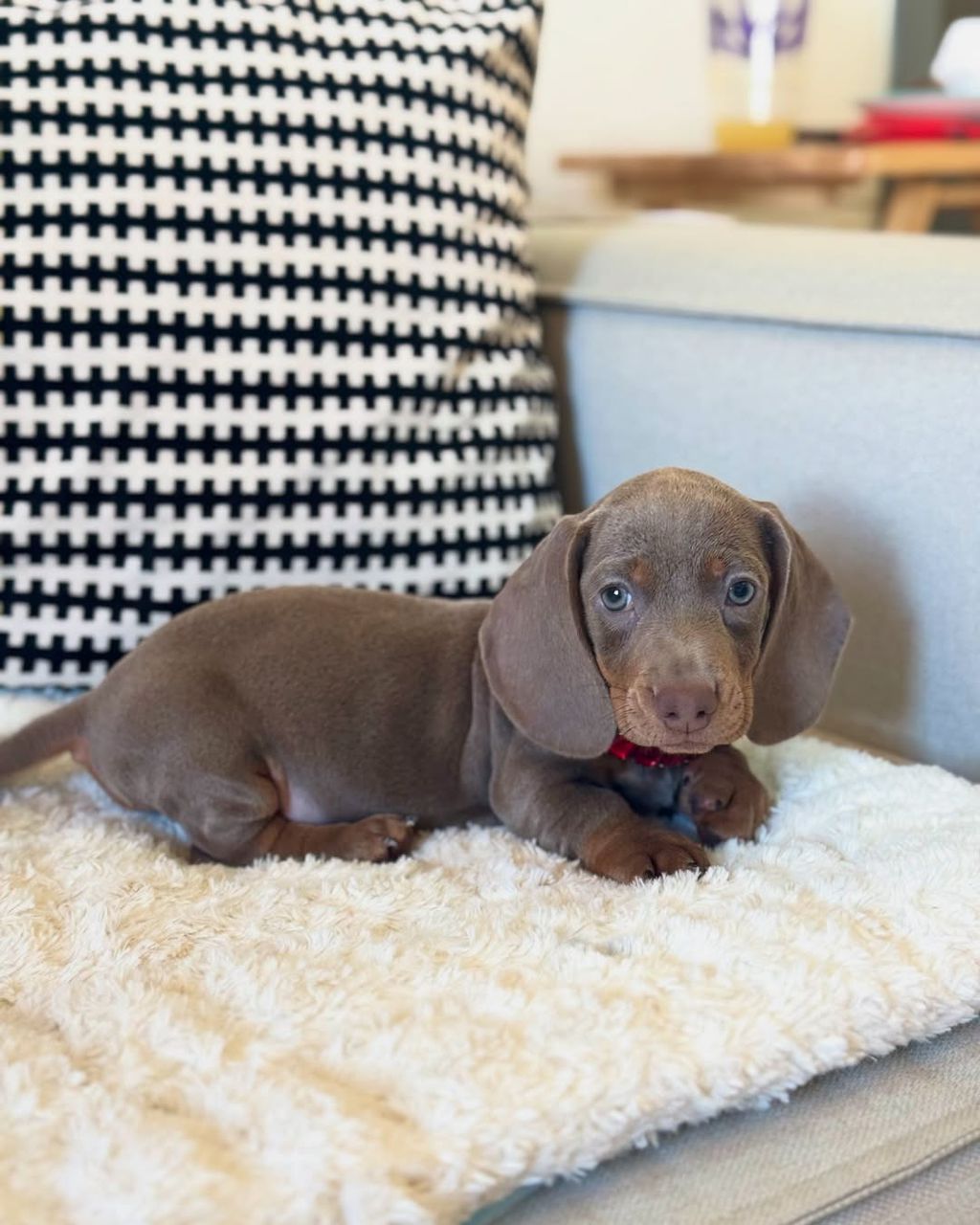 buy mini dachshund online