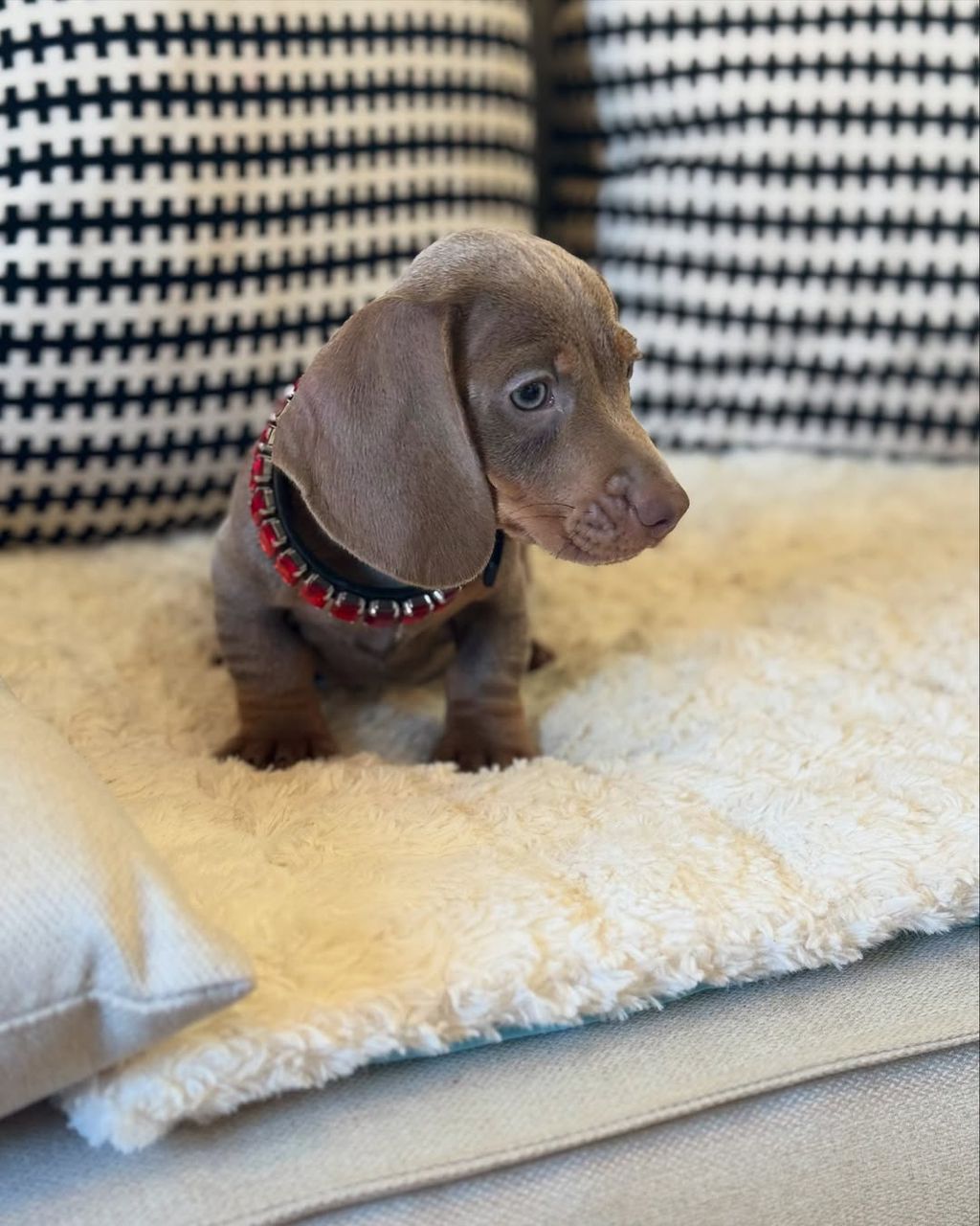 buy mini dachshund online