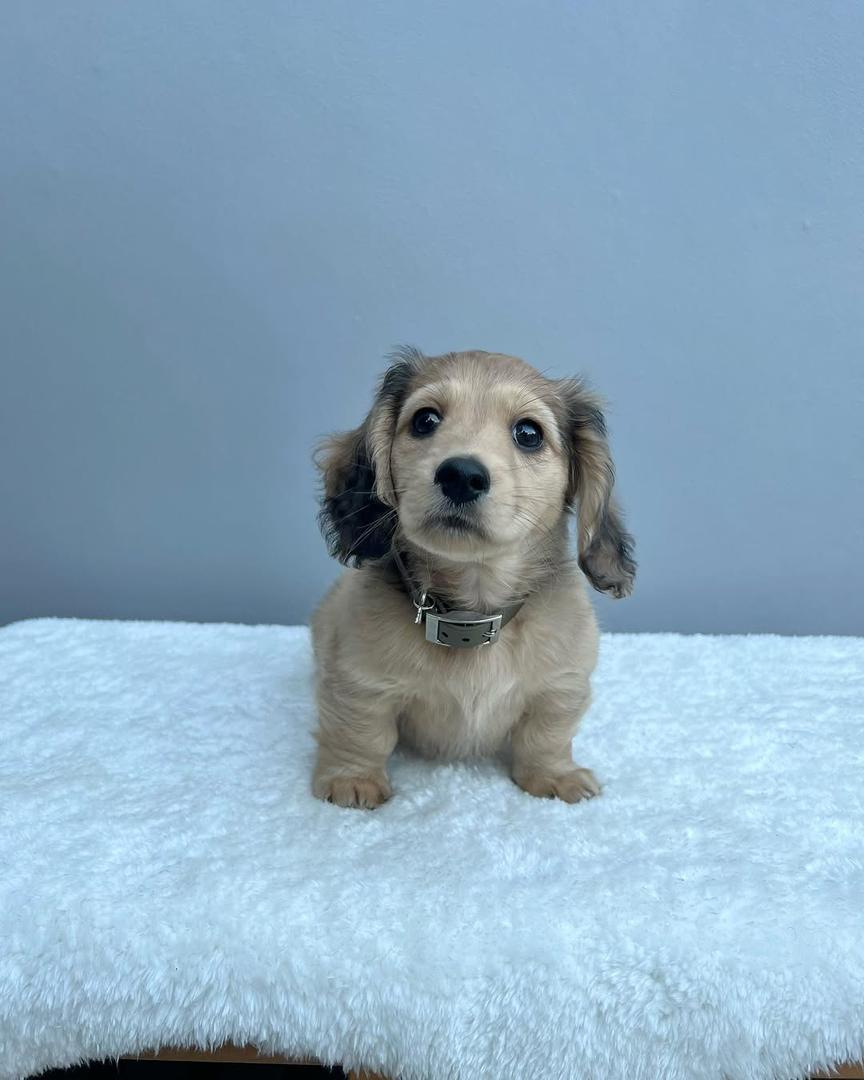 cream miniature dachshund puppies for sale