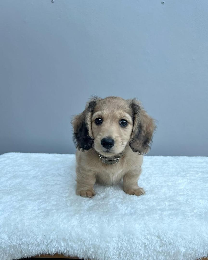 cream miniature dachshund puppies for sale