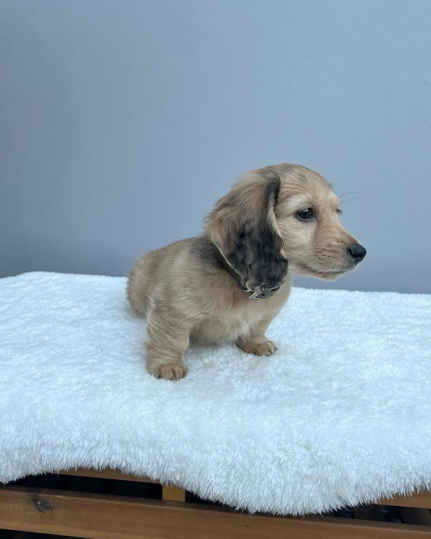 AKC cream dachshund puppies
