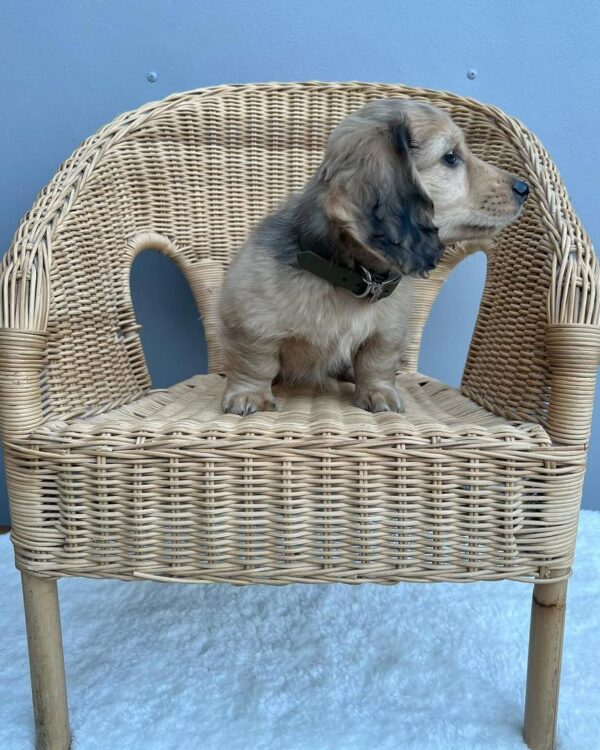 buy mini dachshund online