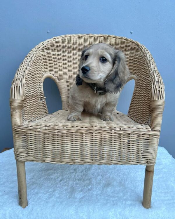 buy mini dachshund online