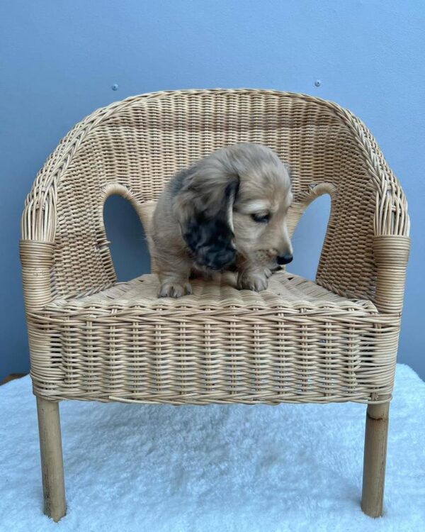 buy mini dachshund online