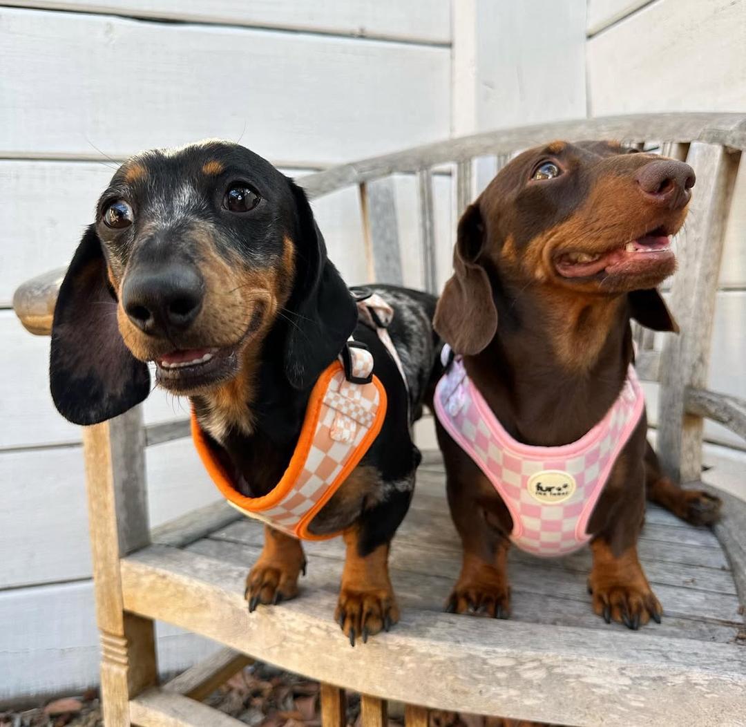 buy mini dachshund online