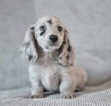 mini dachshund puppies for sale online