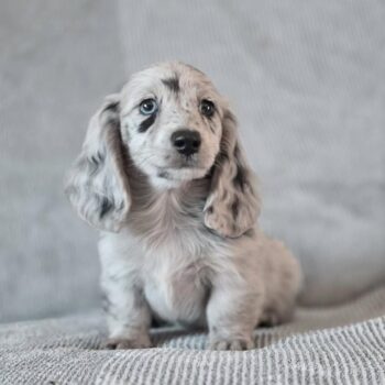mini dachshund puppies for sale online