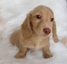 Cream Miniature Dachshund
