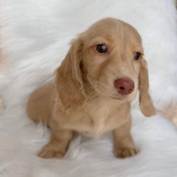 Cream Miniature Dachshund