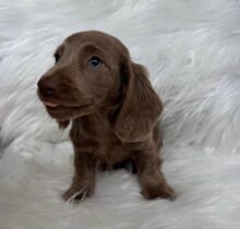 Long-Haired Miniature Dachshund for Sale