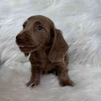 Long-Haired Miniature Dachshund for Sale