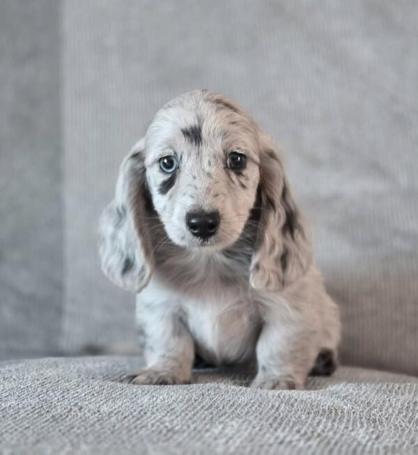 dapple miniature dachshund puppies
