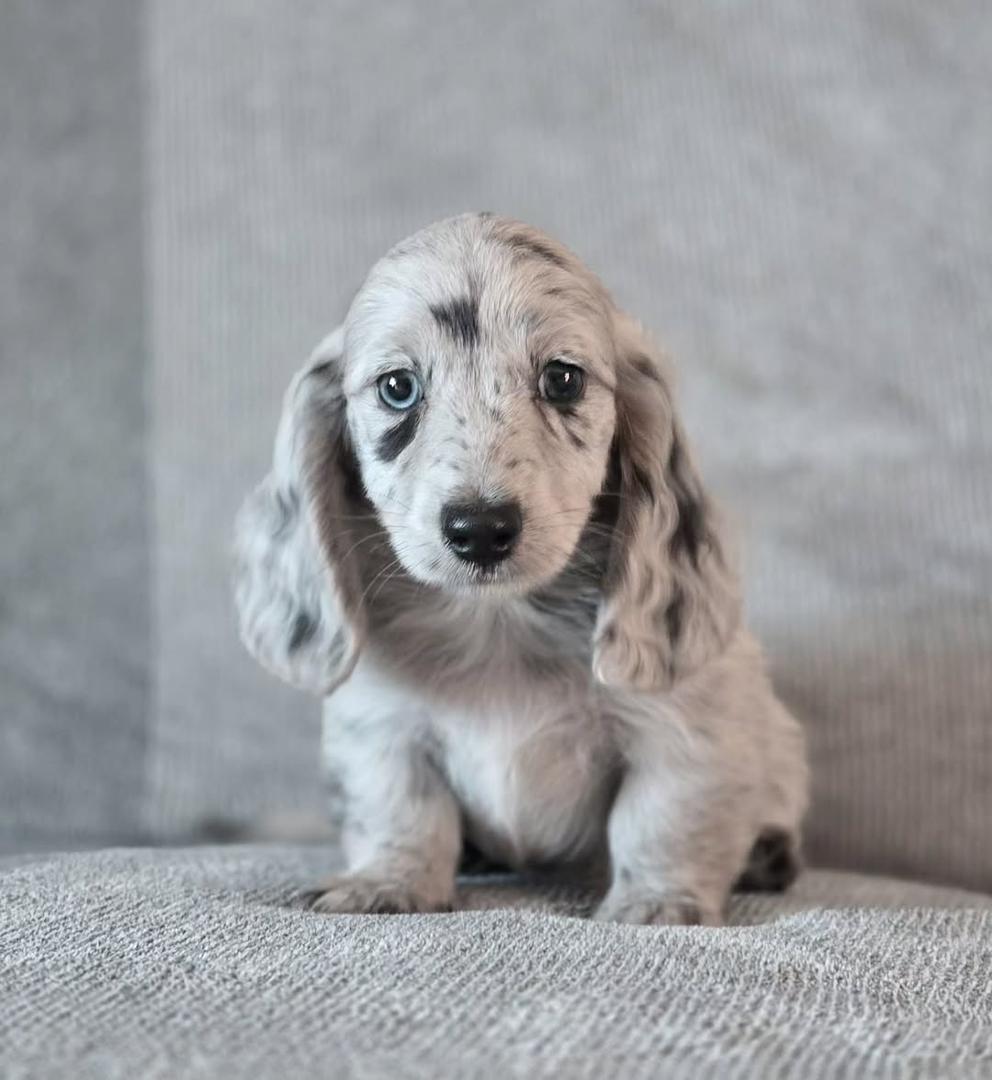 buy mini dachshund online dapple miniature dachshund puppies