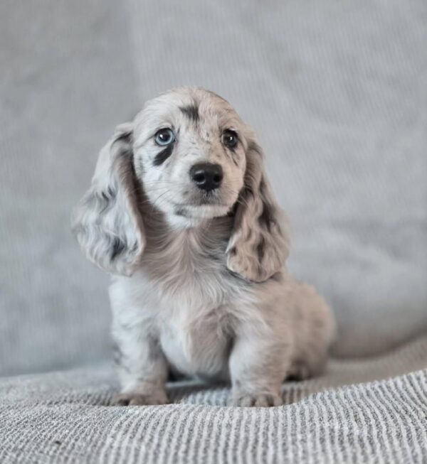 mini dachshund puppies for sale online