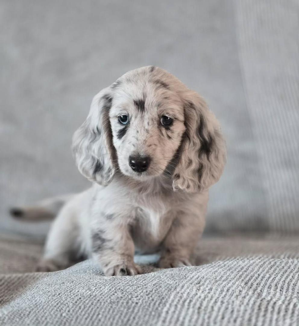buy mini dachshund online AKC white dapple dachshund puppies
