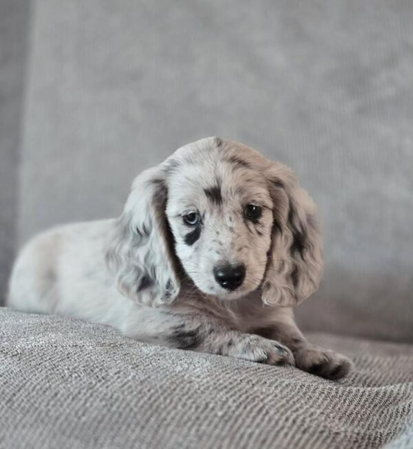 White dapple mini dachshund puppies for sale