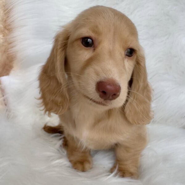 Cream Miniature Dachshund